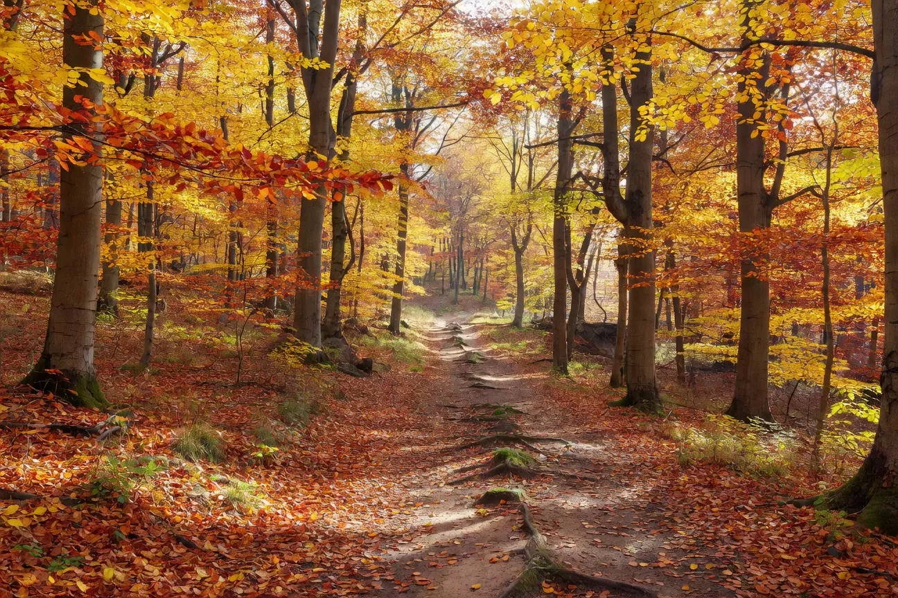 Paysage de la région du Bükk avec forêt de hêtres automnale et chemin de randonnée, wide landscape composition (3:2 horizontal format)